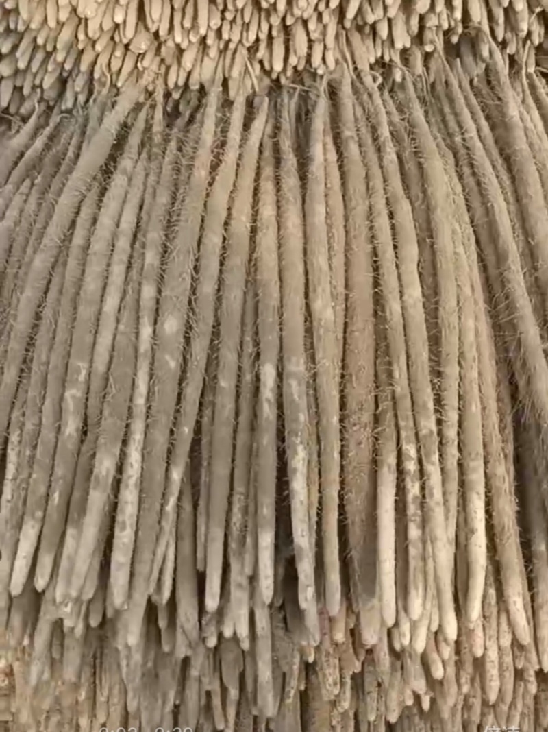 急售！山药条行好口感粉糯香甜可对接电商团购各大批发商