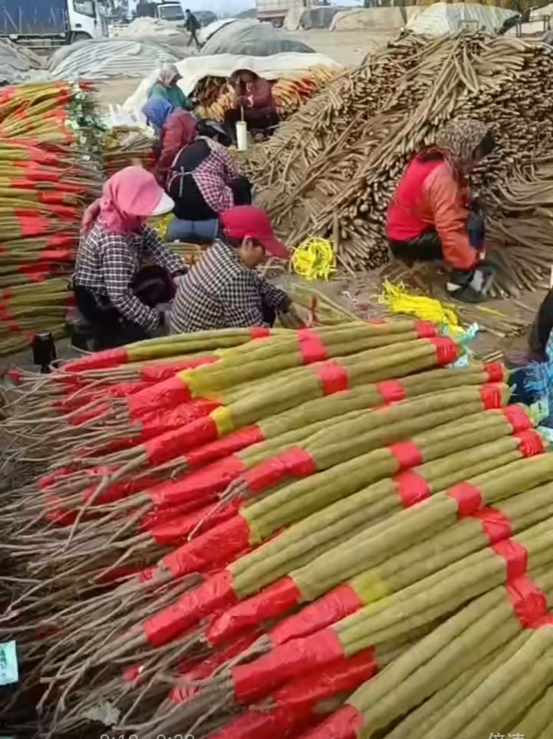 急售！山药条行好口感粉糯香甜可对接电商团购各大批发商