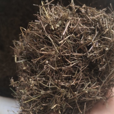 【白花蛇草】蛇草正品质量实拍现货地道药材