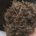 【白花蛇草】蛇草正品质量实拍现货地道药材