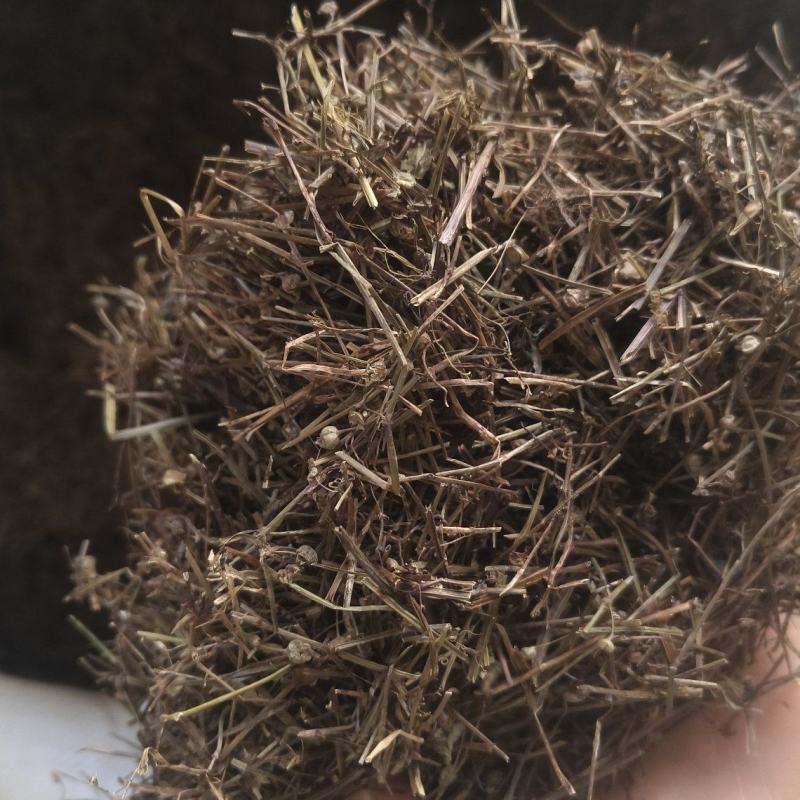 【白花蛇草】蛇草正品质量实拍现货地道药材