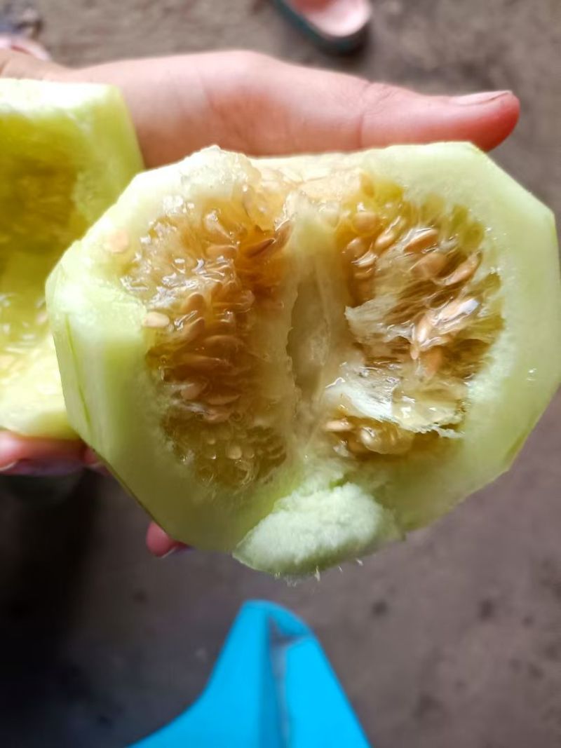 广西南宁精品银辉甜瓜即将上市，肉脆口感甜
