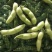 山东郯城万亩毛豆基地翠绿宝毛豆大青豆小寒王颗粒饱满货量大