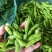 山东郯城万亩毛豆基地翠绿宝毛豆大青豆小寒王颗粒饱满货量大