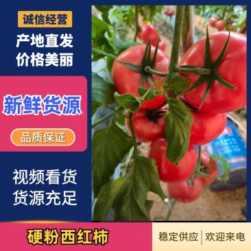 江苏连云港西红柿/产地直发/诚信为本/质量保证/欢迎来电