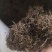 【白花蛇草】蛇草正品质量实拍现货地道药材