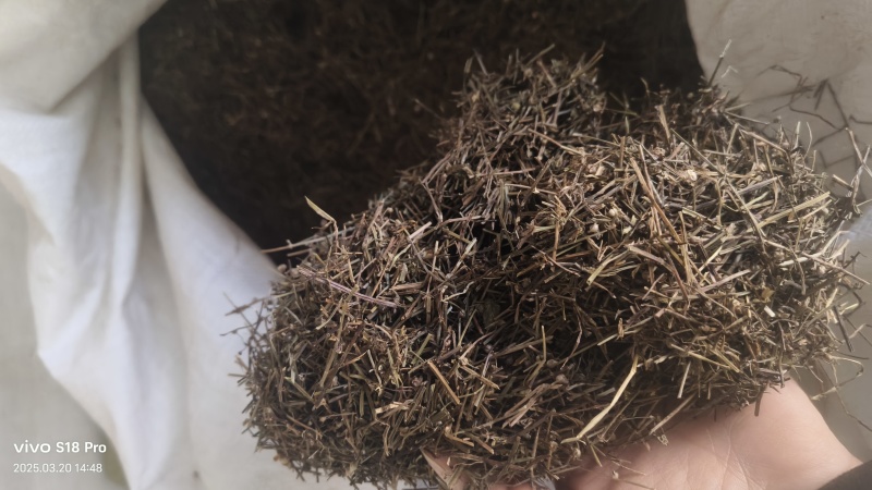 【白花蛇草】蛇草正品质量实拍现货地道药材