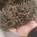【白花蛇草】蛇草正品质量实拍现货地道药材