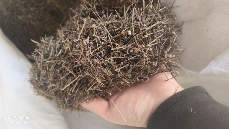 【白花蛇草】蛇草正品质量实拍现货地道药材