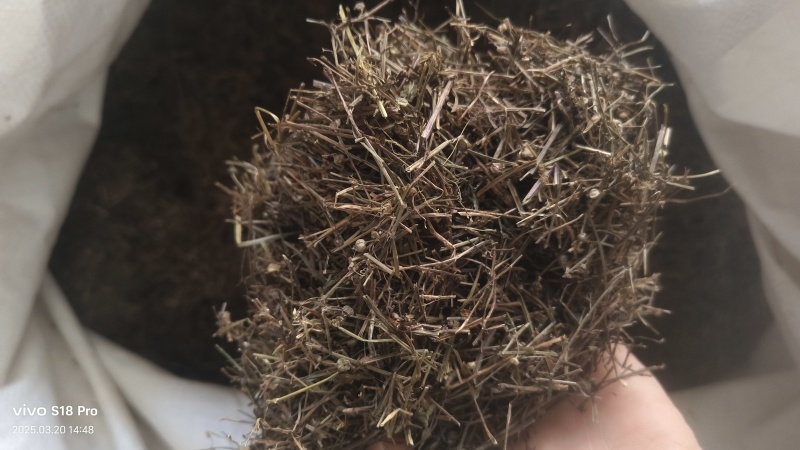 【白花蛇草】蛇草正品质量实拍现货地道药材