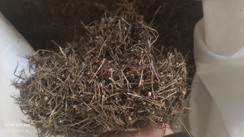 【白花蛇草】蛇草正品质量实拍现货地道药材