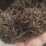 【白花蛇草】蛇草正品质量实拍现货地道药材