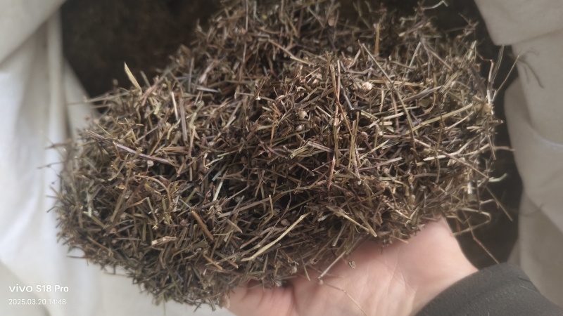 【白花蛇草】蛇草正品质量实拍现货地道药材