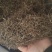 【白花蛇草】蛇草正品质量实拍现货地道药材