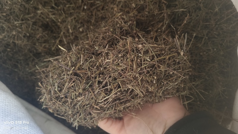 【白花蛇草】蛇草正品质量实拍现货地道药材