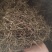 【白花蛇草】蛇草正品质量实拍现货地道药材