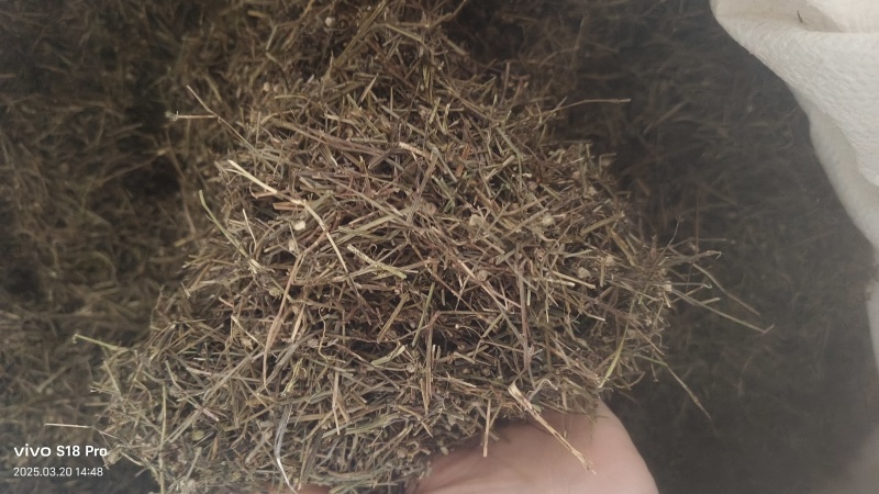 【白花蛇草】蛇草正品质量实拍现货地道药材