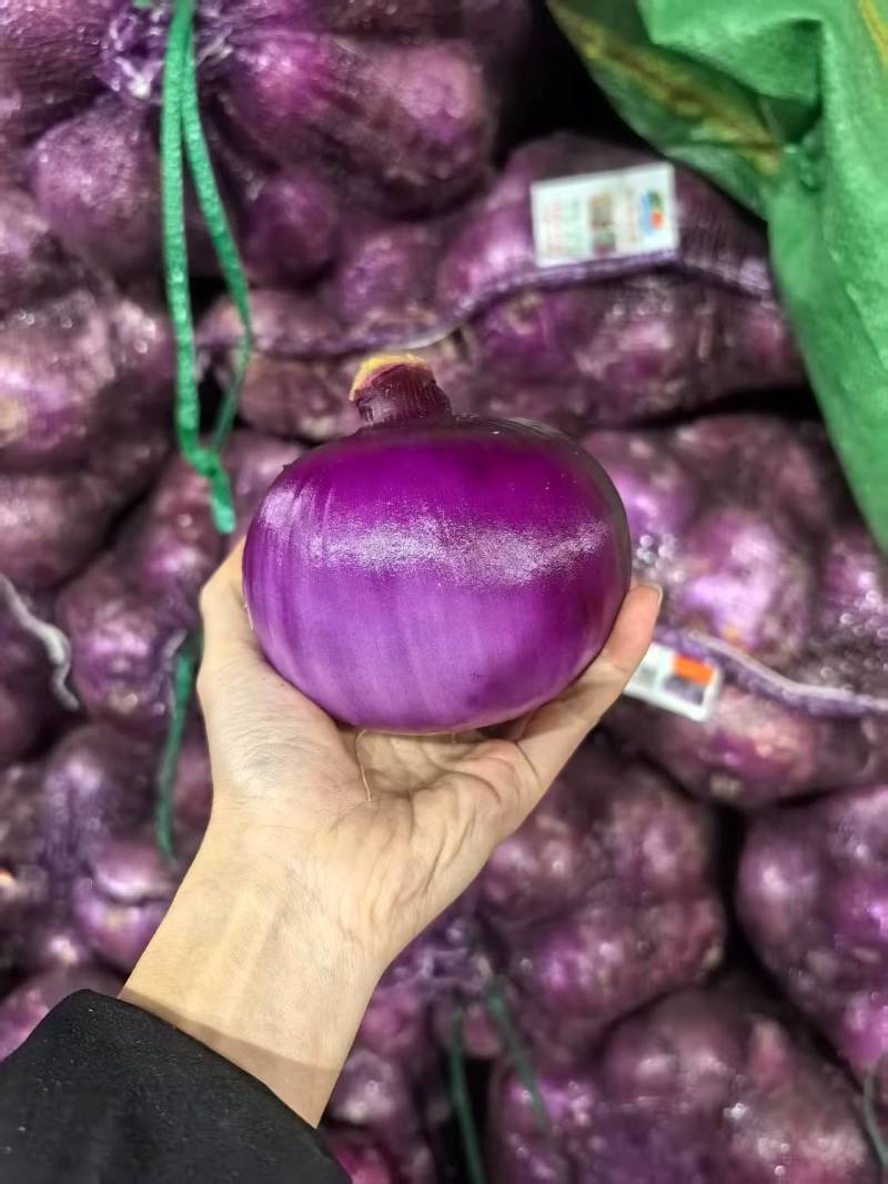 云南紫皮洋葱基地一手货源全国发货保质保量可视频