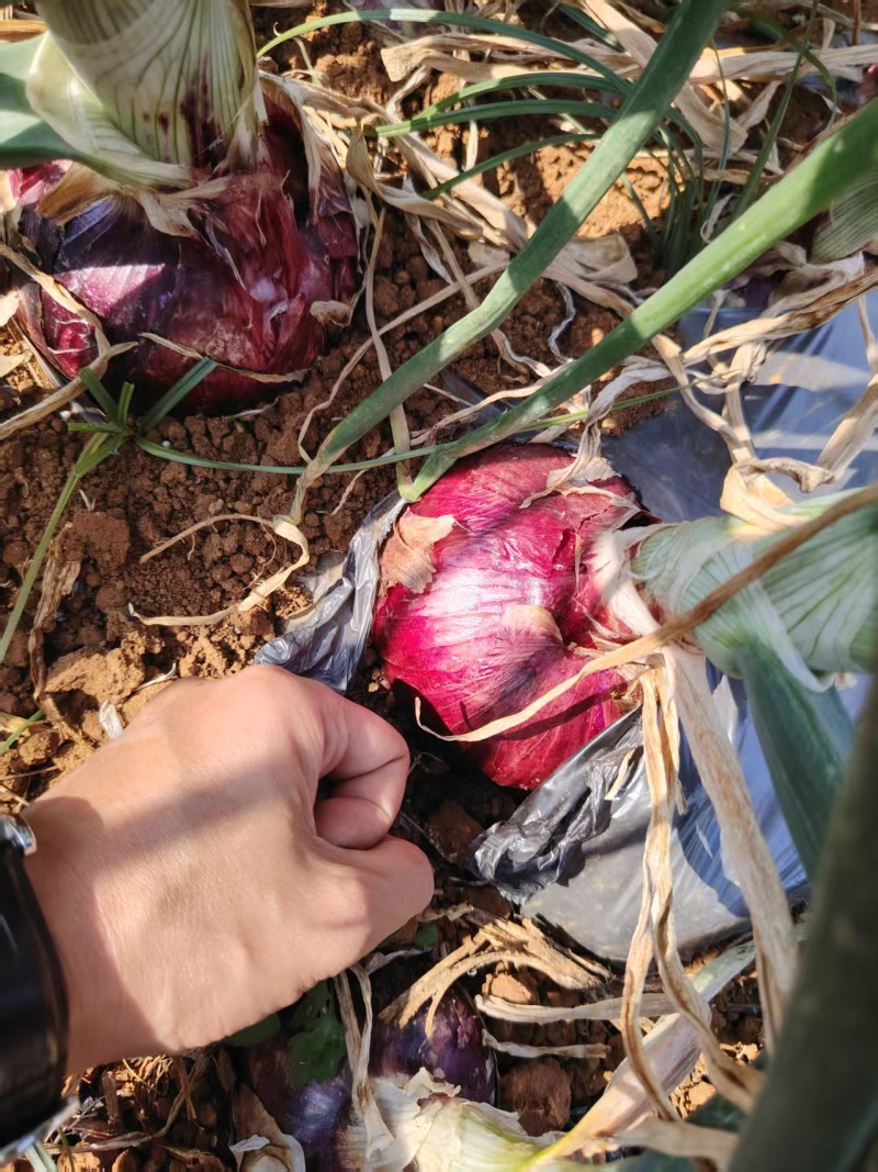 云南紫皮洋葱基地一手货源全国发货保质保量可视频
