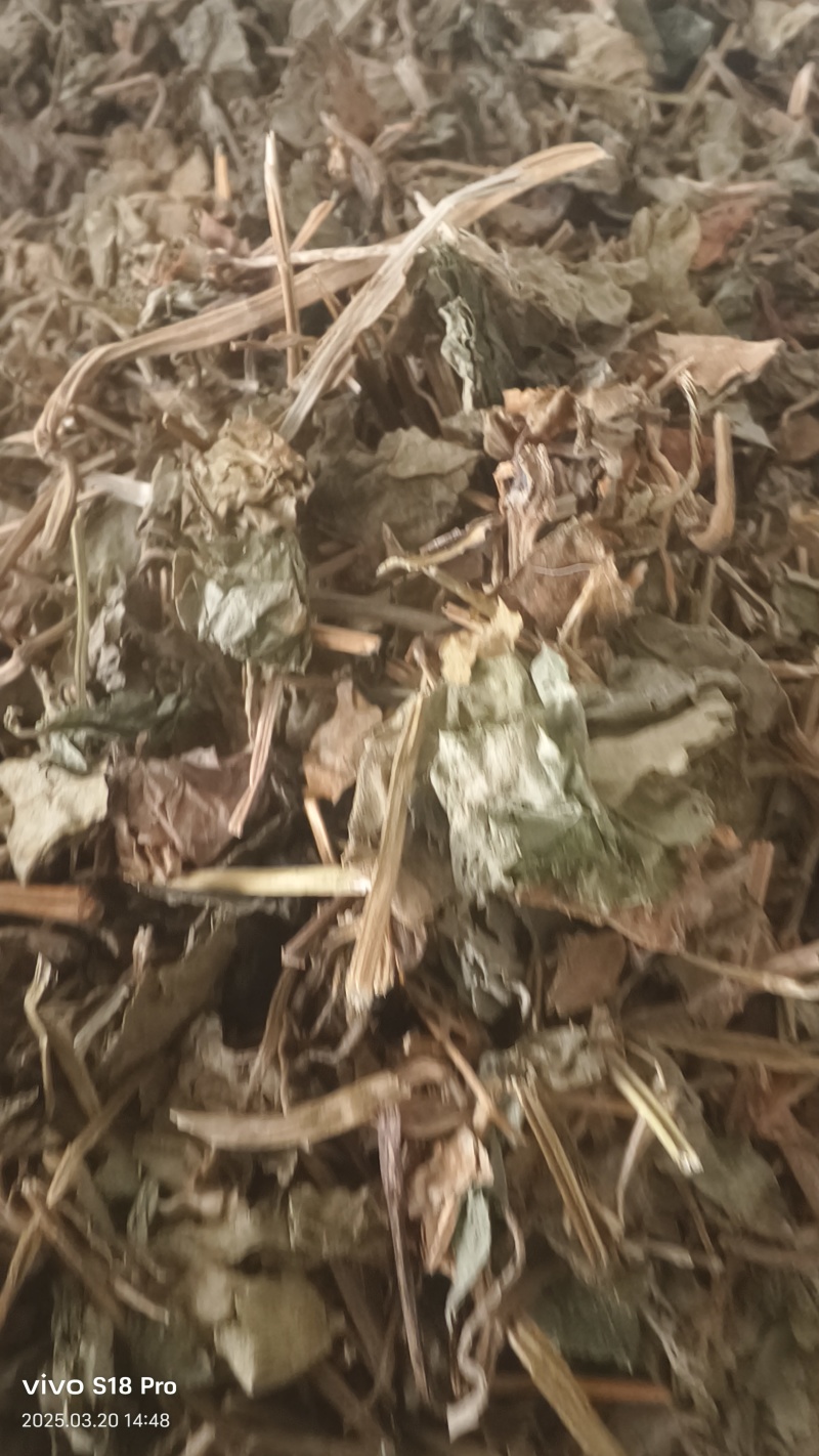 【干鱼腥草】新货过筛干净无杂质地道药材批发价格