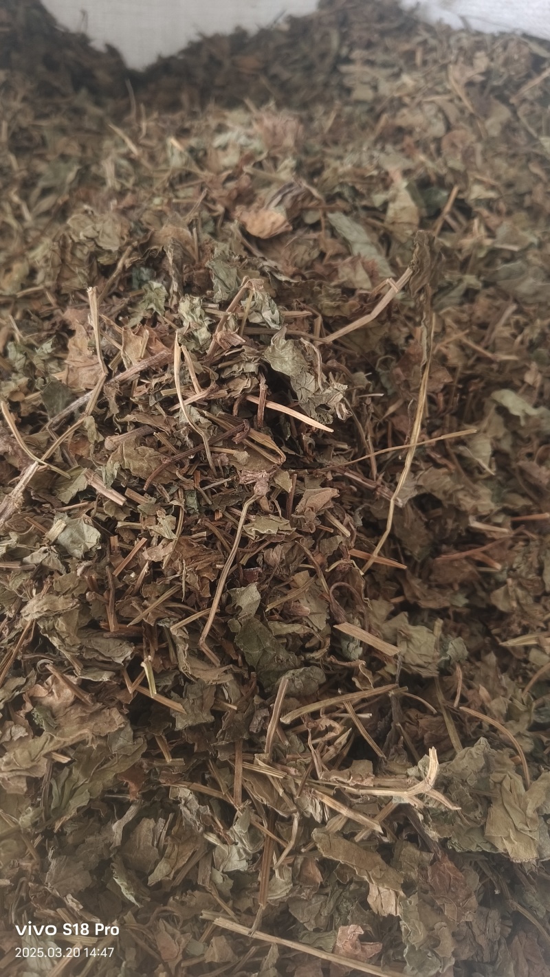 【干鱼腥草】新货过筛干净无杂质地道药材批发价格