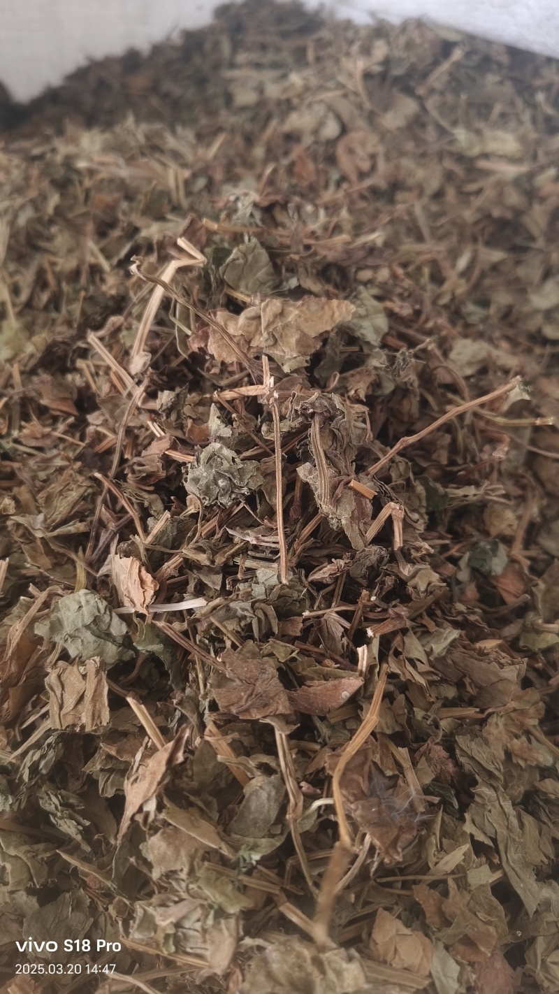 【干鱼腥草】新货过筛干净无杂质地道药材批发价格