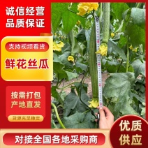 江苏鲜花丝瓜/箱装/支持各种包装/对接加工厂/来电详谈
