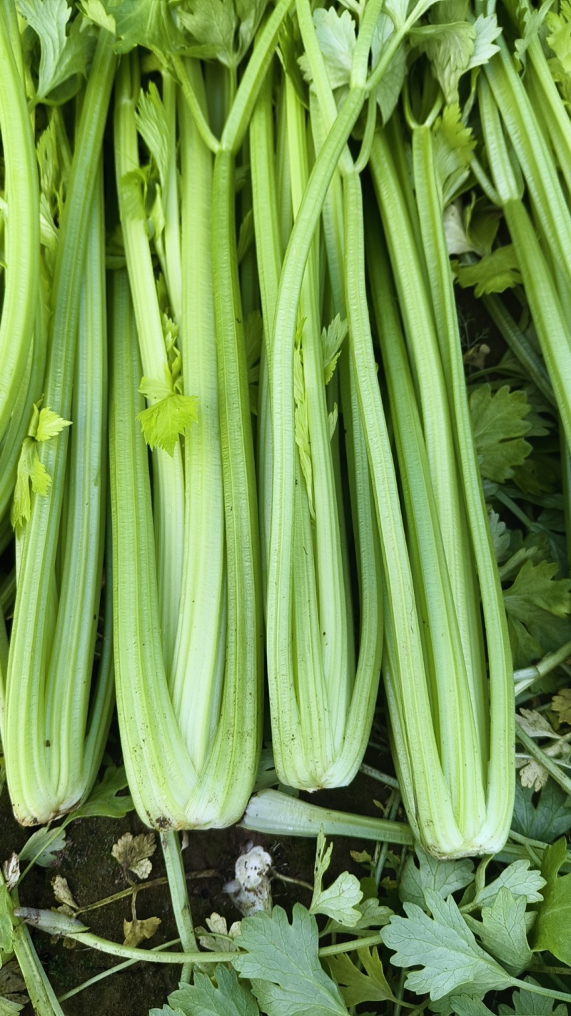芹菜