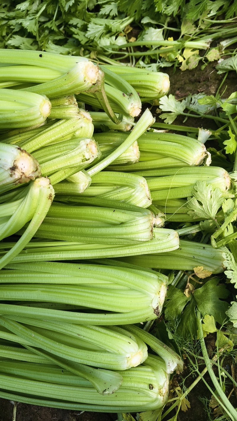 芹菜