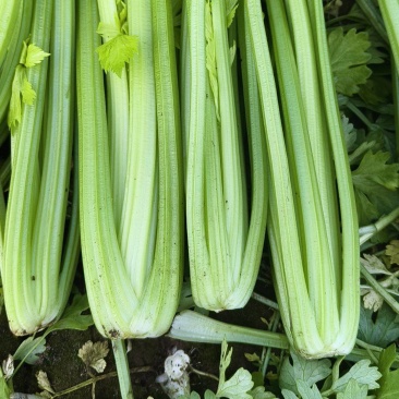 芹菜