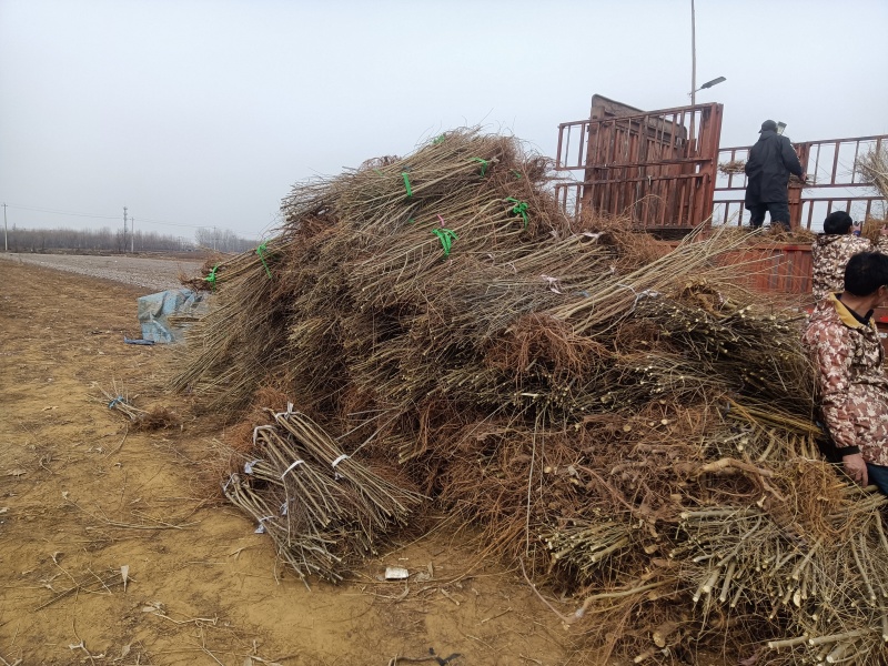 金叶榆产地金叶榆基地嫁接金叶榆
