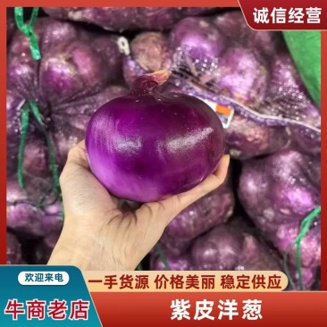 云南紫皮洋葱基地一手货源全国发货保质保量可视频