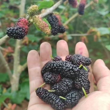新鲜桑椹