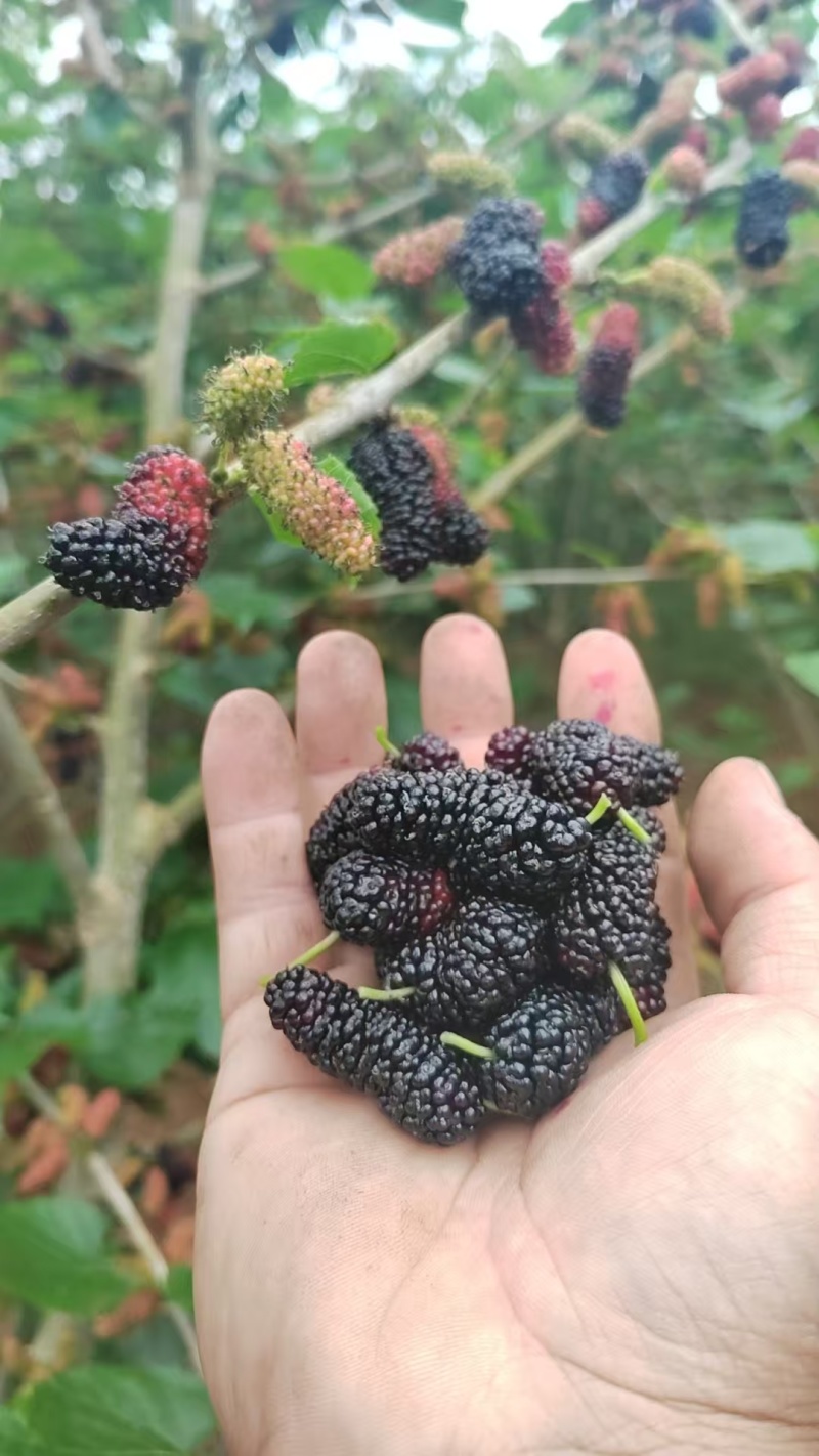 新鲜桑椹