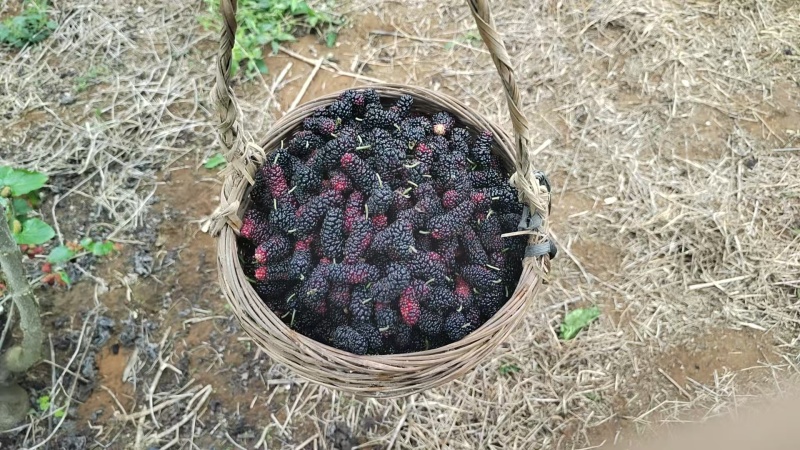 新鲜桑椹