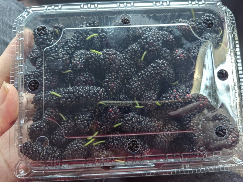 新鲜桑椹