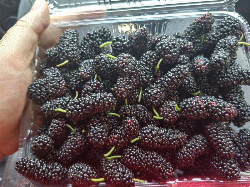 新鲜桑椹