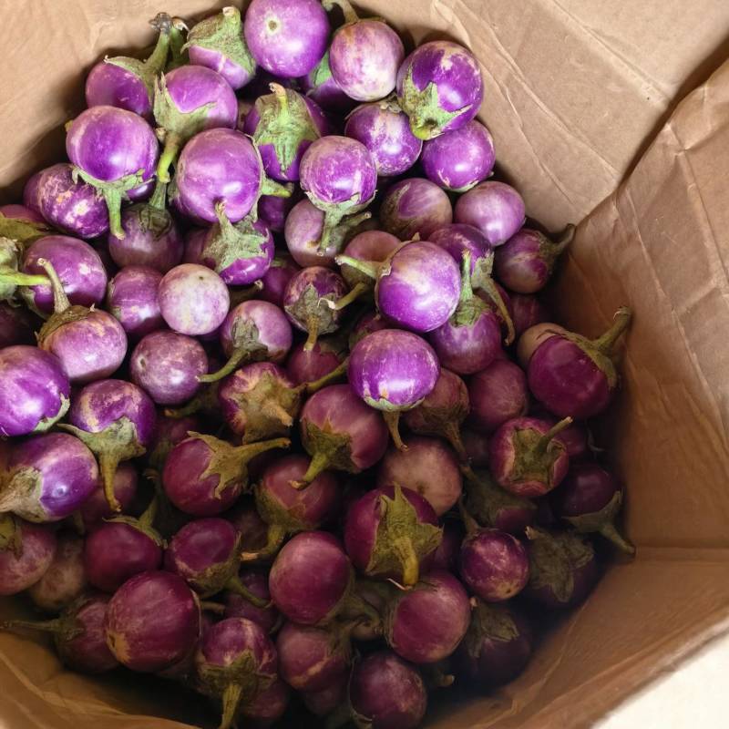 迷你小茄子
