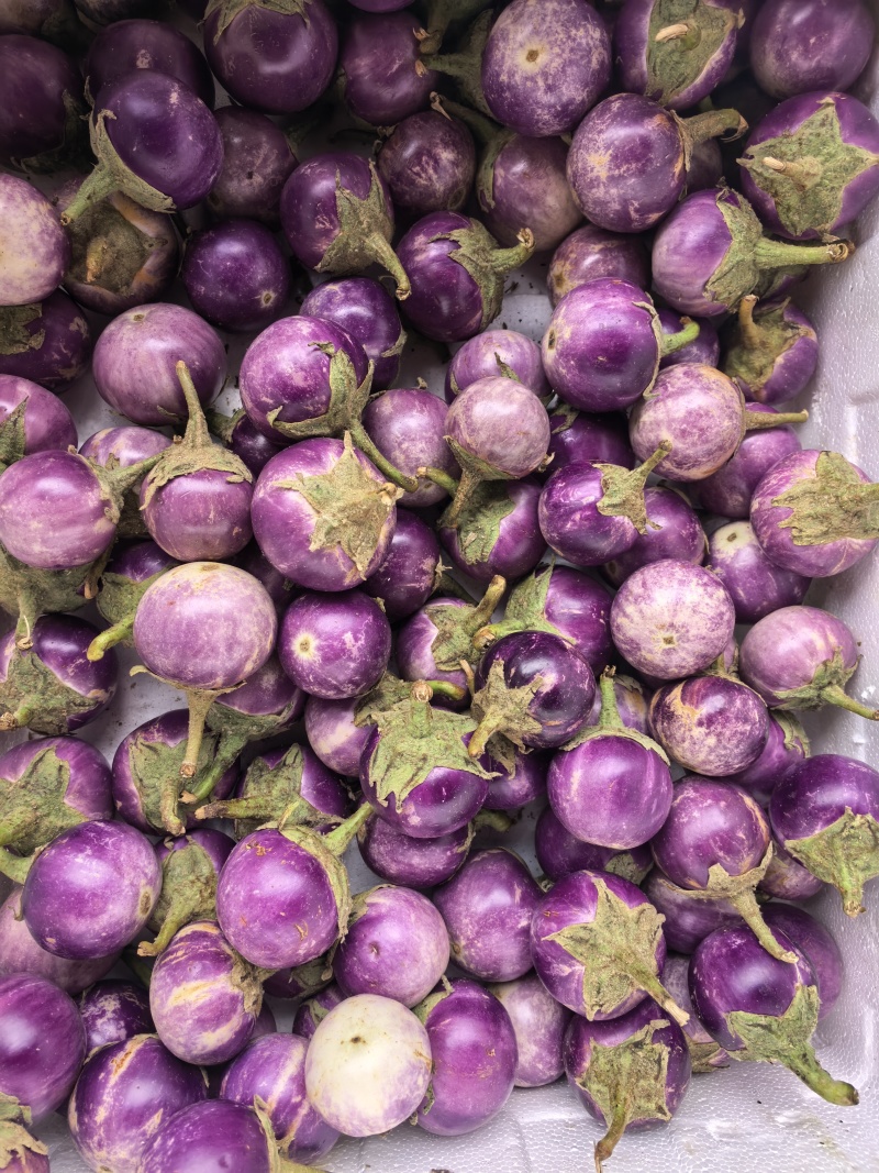 迷你小茄子