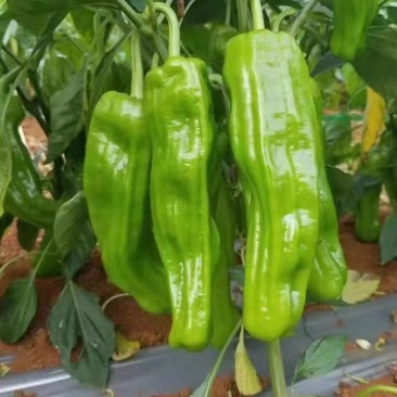 辣椒苗