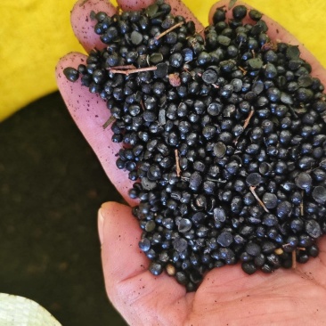 2025年大红袍花椒籽饲料级脂肪20左右，蛋白10。
