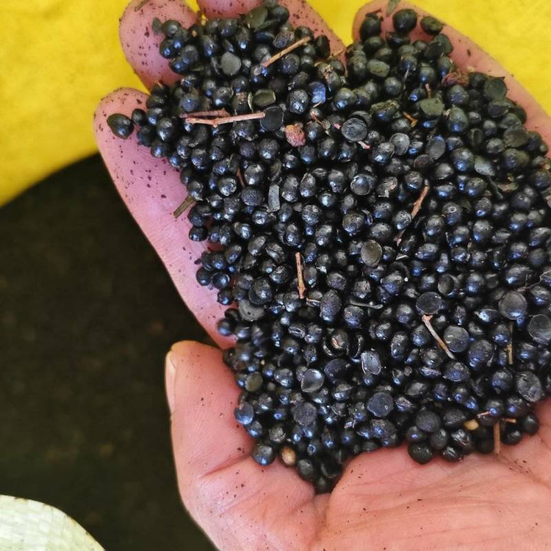 2025年大红袍花椒籽饲料级脂肪20左右，蛋白10。