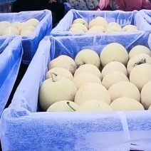 景泰精品光果皇冠梨，口感香甜，皮溥肉口，光泽亮丽，优产品