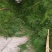 松针