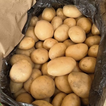 云南高原红土豆品质优良。最新土豆价格