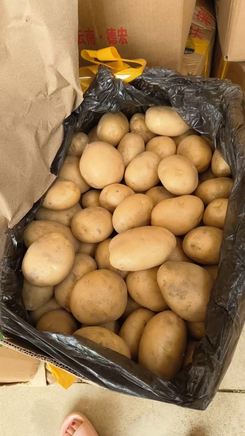 云南高原红土豆品质优良。最新土豆价格