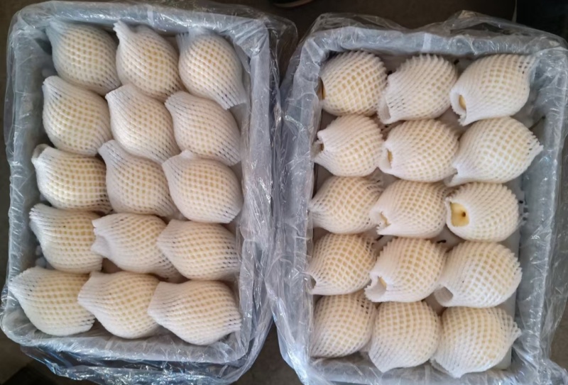 景泰精品光果皇冠梨，口感香甜，皮溥肉口，光泽亮丽，优产品