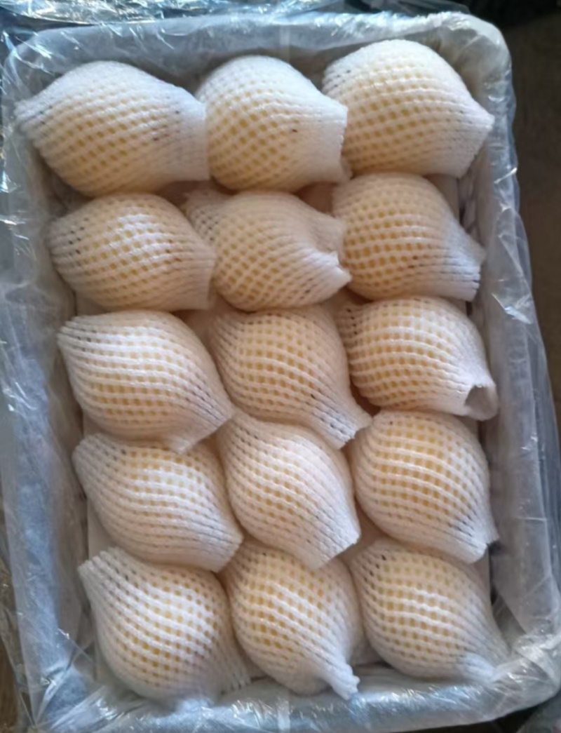 景泰精品光果皇冠梨，口感香甜，皮溥肉口，光泽亮丽，优产品
