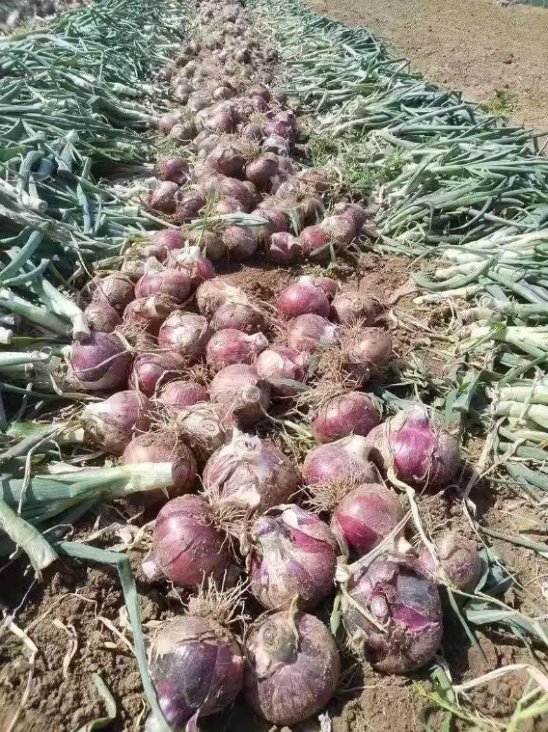 【紫皮洋葱】临沂洋葱形状端正半毛菜较干净提供网袋透明袋