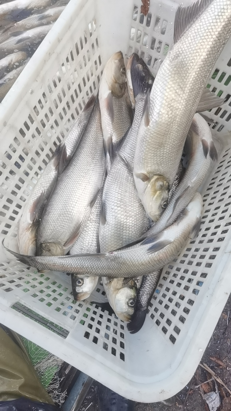 翘嘴鱼
